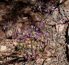 Allium campanulatum