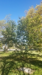 Lonchocarpus nitidus