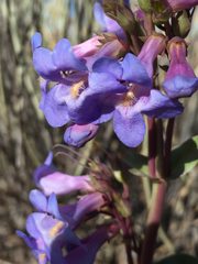 Penstemon pachyphyllus pachyphyllus
