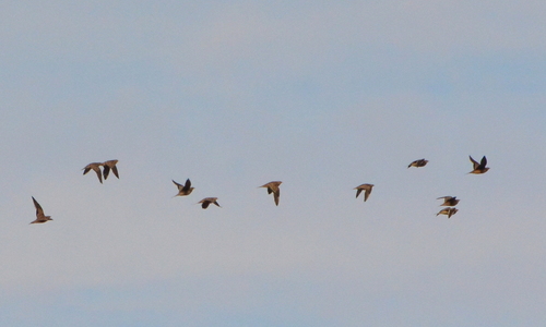 iNaturalist image