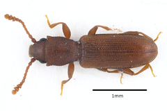 Silvanus unidentatus