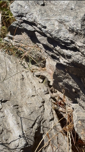 Sierra Nevada Ocellated Lizard