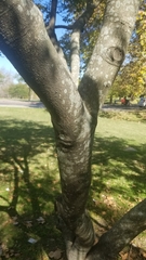 Lonchocarpus nitidus