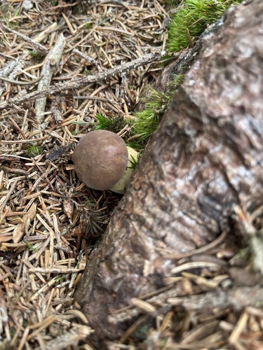 Bay Bolete