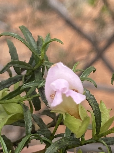 Turpentine Bush