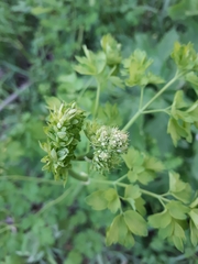 Thalictrum minus
