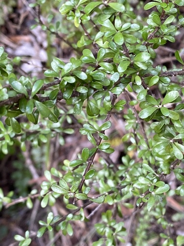 Olearia virgata observed 2026-09-20