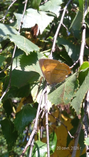 Brown Hairstreak