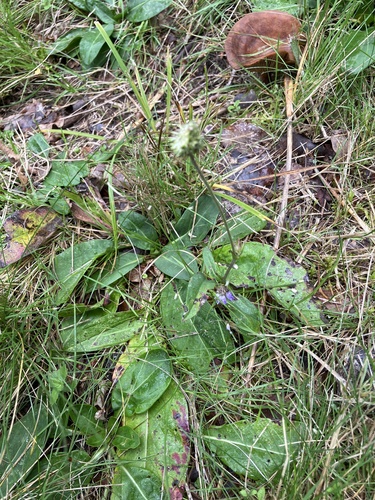 Devil's-bit Scabious