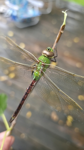 Common Green Darner