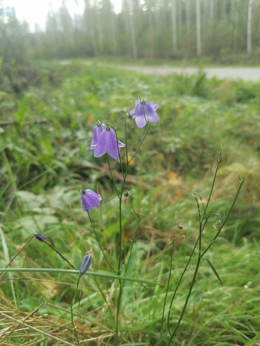 Common Harebell
