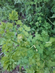Thalictrum minus