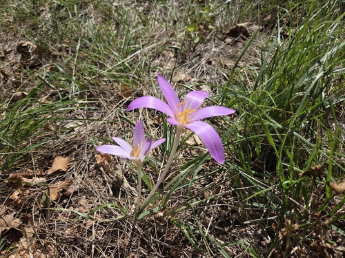 Autumn Crocus