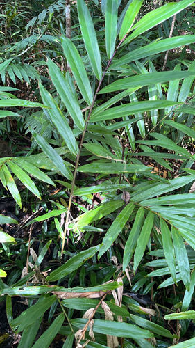 Alpinia modesta observed 2026-09-20