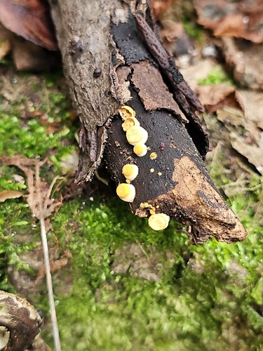 common bird's nest fungus