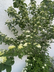 Cornus