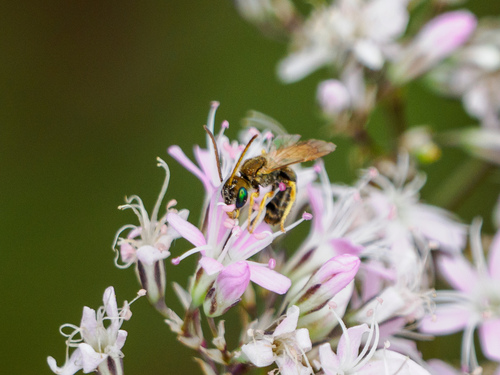 Coppery Metallic-Furrow bee