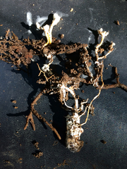 Cordyceps sinclairii