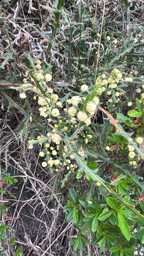 Winged Wattle