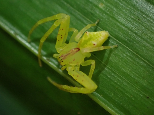 Red-tipped Crab Spider