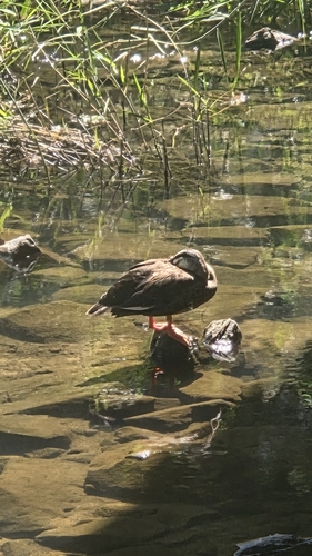 Eastern Spot-billed Duck