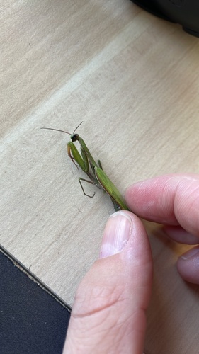 European Mantis
