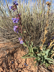 Penstemon pachyphyllus pachyphyllus