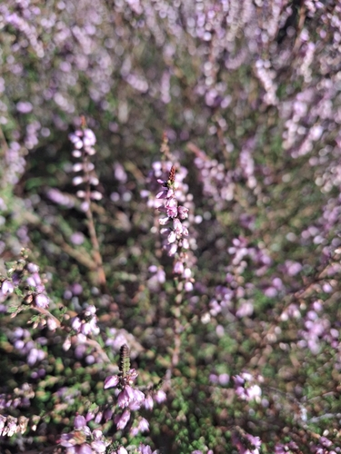 common heather