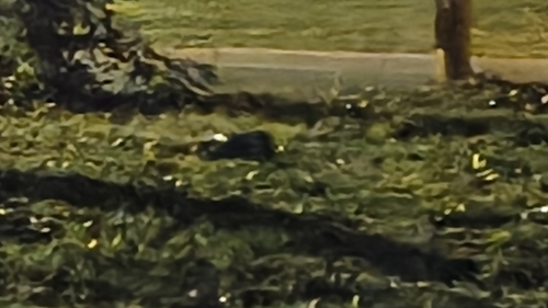 Striped Skunk