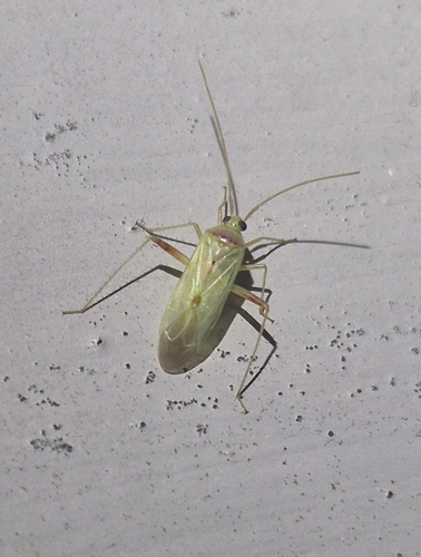 Creontiades dilutus
