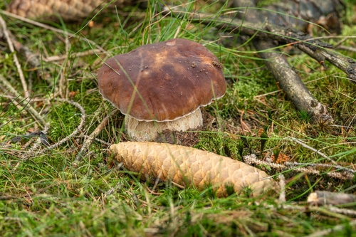 King Bolete