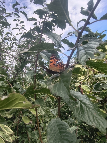 European Comma
