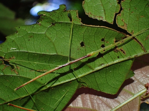 Candovia annulata