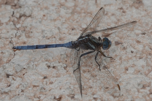 Epaulet Skimmer