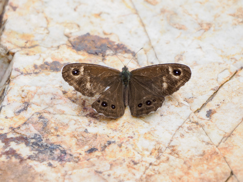 Lasiommata deidamia