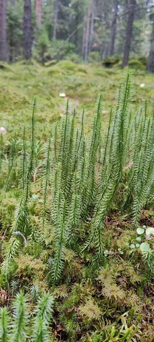 interrupted clubmoss