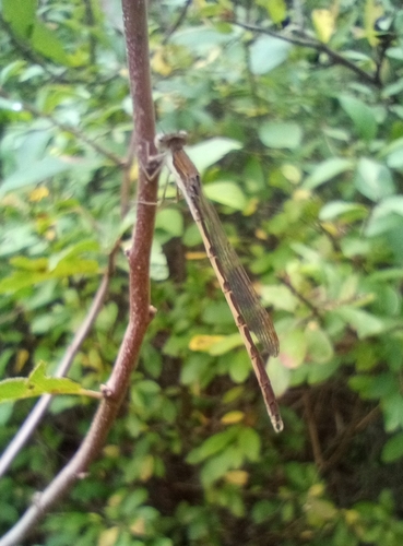 Common Winter Damselfly