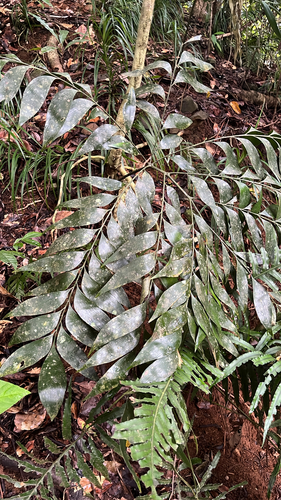 Zamia Fern