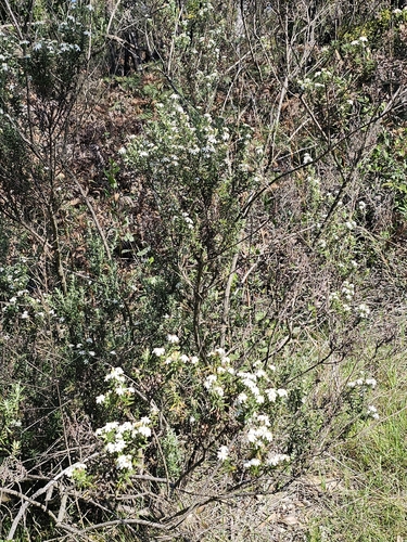 Olearia ramulosa, photograph 3