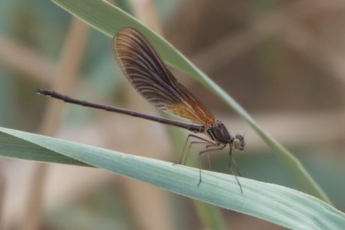 Copper Demoiselle