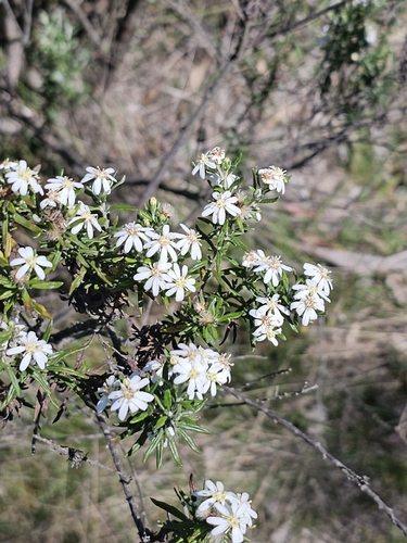 Olearia ramulosa, photograph 4
