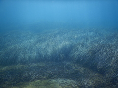 Posidonia oceanica, photograph (c) Chris Taklis, some rights reserved (CC BY)