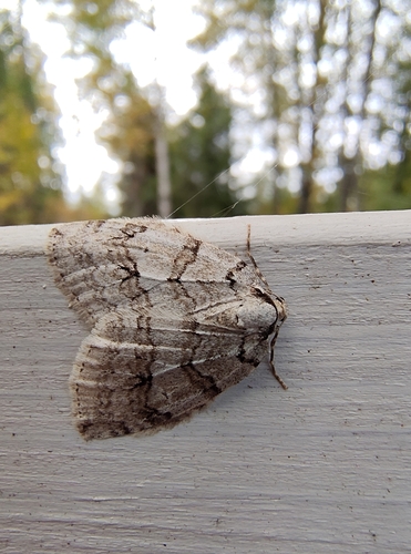 Autumnal Moth