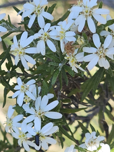 Olearia ramulosa, photograph 5