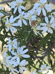 Olearia ramulosa, photograph (c) Michael McBain, some rights reserved (CC BY)