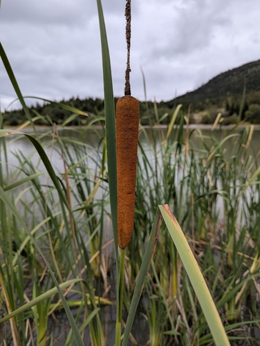 broadleaf cattail