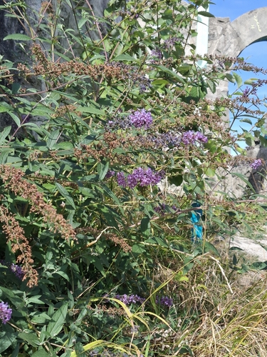 Butterfly bush
