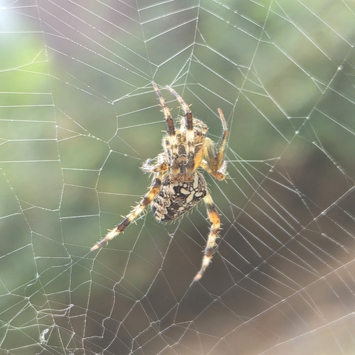 Cross Orbweaver