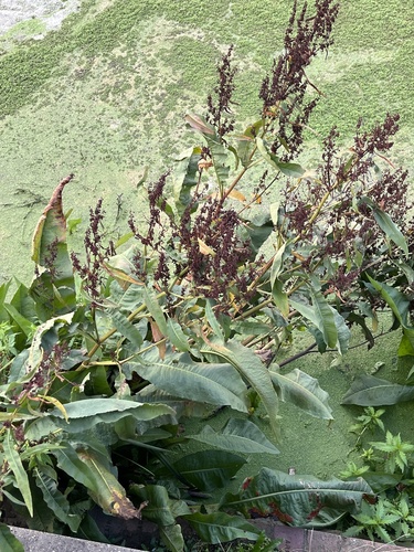 Rumex hydrolapathum