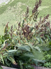 Rumex hydrolapathum